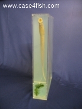 Foto Galerie/Petromyzontiformes/Lampetra fluviatilis/Lampetra fluviatilis_04_S.jpg